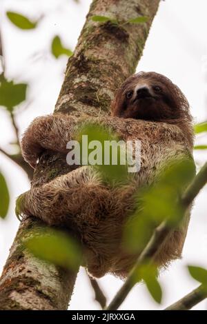 Juveniler Dreizehen-Faultier (Bradypus tridactylus), der einen Baum in Las Horquetas, Sarapiqui, Costa Rica, absteigt Stockfoto