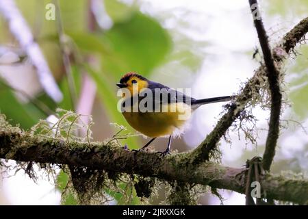 Halsbandrotschwanz / Halsbandweißling (Myioborus torquatus), der auf einem Zweig im Curi Cancha Reservat, Costa Rica, steht Stockfoto