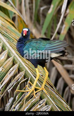 Amerikanische Purpurgallinule (Porphyrio martinicus), die auf einem Zweig am Ufer des Tortuguero-Nationalparks in Costa Rica steht Stockfoto