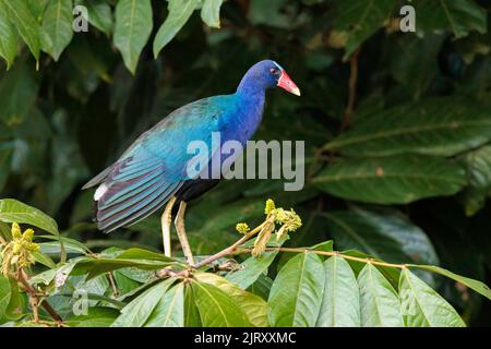 Amerikanische Purpurgallinule (Porphyrio martinicus), die auf einem Zweig am Ufer des Tortuguero-Nationalparks in Costa Rica steht Stockfoto