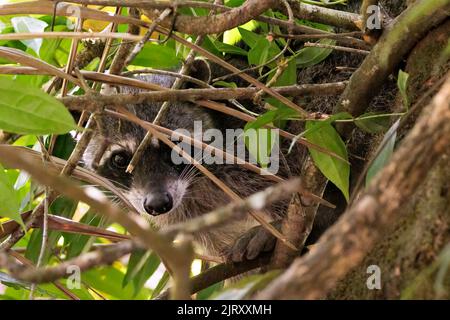 Gewöhnlicher Waschbär (Procyon lotor), versteckt in Zweigen entlang des Sierpe Flusses in der Nähe des Corcovado Nationalparks, Costa Rica Stockfoto