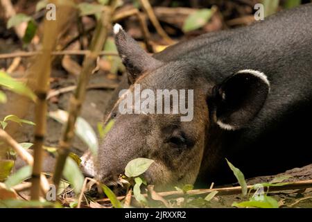 Nahaufnahme eines Baird's Tapir (Tapirus bairdii), der im Schlamm im Regenwald des Corcovado Nationalparks, Halbinsel Osa, Costa Rica, schläft Stockfoto