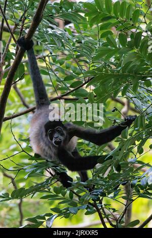 Schwarzer Spinnenaffe (Simia paniscus), der am Schwanz im Regenwald des Corcovado-Nationalparks auf der Halbinsel Osa in Costa Rica hängt Stockfoto