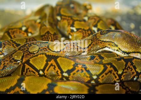 Alles über die Natur und wilde Tiere, die in tropischen Klimazonen leben, vor allem in Südostasien Stockfoto