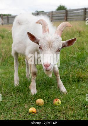 Neugierige oder schüchterne weiße pelzige Ziege mit rechteckigen Pupillen und drei Äpfeln auf dem Gras, selektiver Fokus Stockfoto