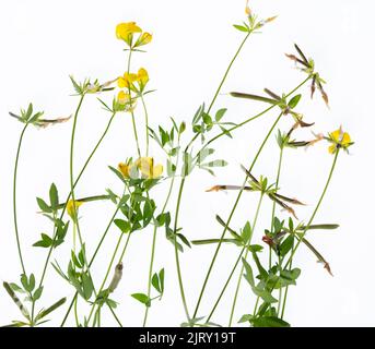 lotus tenuis isoliert Pflanzen auf weißen Nahaufnahme Stockfoto