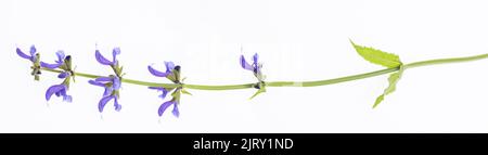 salvia pratensis isolierter Stamm mit Blüten auf weißem Hintergrund Stockfoto