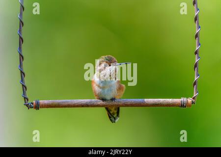 Ein winziger, noch kleiner Rufous Kolibri (Selasphorus rufus), der auf einem Barsch sitzt Stockfoto