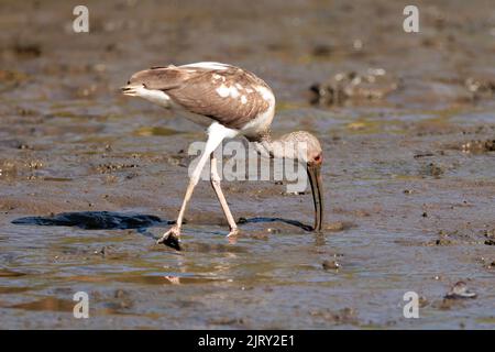 Juvenile American White Ibis (Eudocimus albus) Wandern und auf der Suche nach Nahrung im Sand des Flusses Tortuguero, Tortuguero Nationalpark, Costa Rica Stockfoto