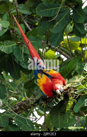 Scharlachrote Aras (Ara macao), die an einer Zweigstelle in Playa Blanca in der Nähe von Puerto Jimenez, Halbinsel Osa, Costa Rica, stehen Stockfoto