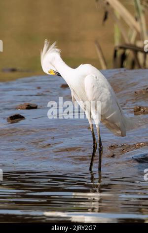 Weißer, schneebedeckter Reiher (egretta thula), der im flachen Wasser des Tortuguero-Flusses, im Tortuguero-Nationalpark, Costa Rica, steht Stockfoto