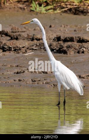 Weißer Reiher (Ardea alba, die im flachen Wasser des Tortuguero-Flusses steht, Tortuguero-Nationalpark, Costa Rica Stockfoto