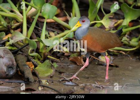 Grau-kuhige Holzschiene / grau-halsige Holzschiene (Aramides cajaneus), die am Fluss Sierpe in der Nähe des Corcovado-Nationalparks in Costa Rica entlang geht Stockfoto