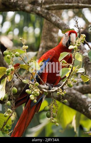 Scharlachrote Aras (Ara macao), die an einer Zweigstelle in Playa Blanca in der Nähe von Puerto Jimenez, Halbinsel Osa, Costa Rica, stehen Stockfoto