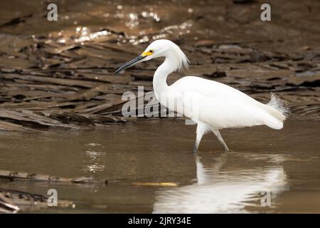 Weißer, schneebedeckter Reiher (egretta thula), der im seichten Wasser des Tortuguero-Flusses, im Tortuguero-Nationalpark, Costa Rica, spazieren geht Stockfoto