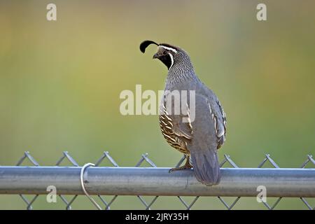 Eine wunderschöne männliche Wachtel liegt auf einem Hinterhofzaun im Norden Idahos. Stockfoto