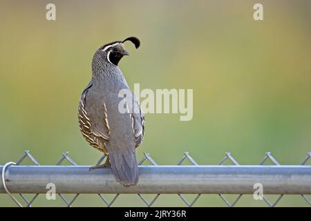 Eine wunderschöne männliche Wachtel liegt auf einem Hinterhofzaun im Norden Idahos. Stockfoto