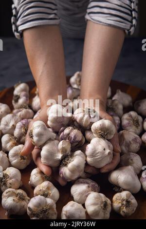 Ein Studiofoto einer nicht identifizierten Frau hält einen Haufen garllischer Glühbirnen, die kürzlich geerntet wurden. Stockfoto