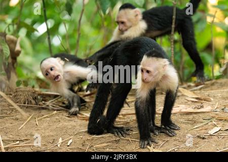 Gruppe von weißen Kapuzinern / weißen Kapuzinern (Cebus-Imitator), die entlang des Sierpe-Flusses, der Halbinsel Osa, Costa Rica, spielen Stockfoto