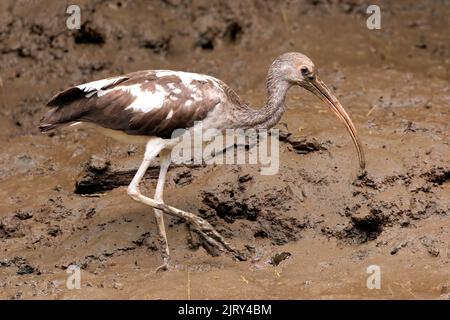 Juvenile American White Ibis (Eudocimus Albus) auf der Suche nach Essen und Wandern im Schlamm, Tortuguero River's Bank, Tortuguero Nationalpark, Costa Rica Stockfoto