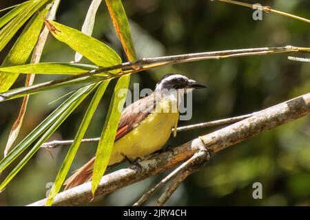 Großer Kiskadee (Pitangus sulfuratus), der auf einer Zweigstelle im Curi Cancha Reservat, Costa Rica, steht Stockfoto