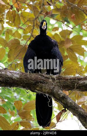 Männlicher großer Kurassow (Crax rubra), der auf einer Zweigstelle im Corcovado Nationalpark, Costa Rica, steht Stockfoto