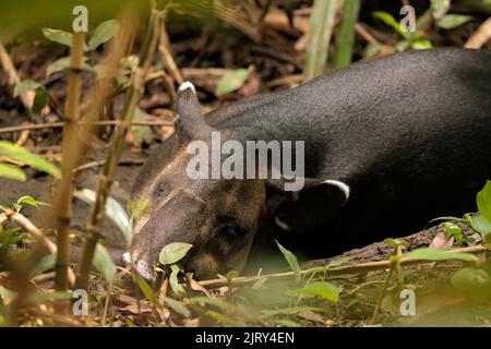 Nahaufnahme eines Baird's Tapir (Tapirus bairdii), der im Schlamm im Regenwald des Corcovado Nationalparks, Halbinsel Osa, Costa Rica, schläft Stockfoto