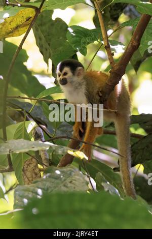 Zentralamerikanischer Eichhörnchen-Affe (Saimiri oerstedii), der auf einem Zweig im Regenwald, dem Corcovado-Nationalpark Costa Rica, sitzt Stockfoto