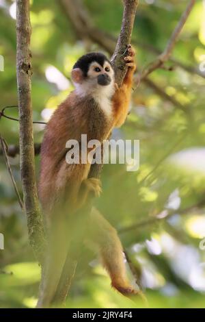 Zentralamerikanischer Eichhörnchen-Affe (Saimiri oerstedii), der auf einem Zweig im Regenwald, dem Corcovado-Nationalpark Costa Rica, sitzt Stockfoto