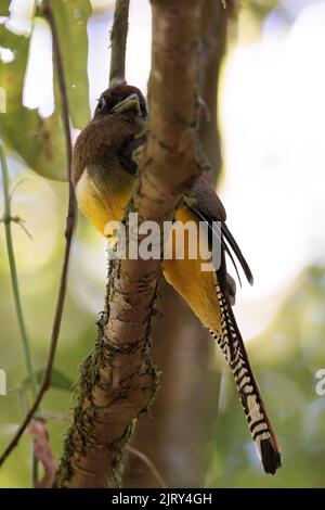 Schwarzkehltrogon (Trogon rufus), der auf einer Zweigstelle im Corcovado-Nationalpark in Costa Rica steht Stockfoto