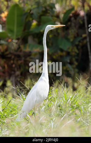 Weißer Reiher (Ardea alba) zu Fuß in Playa Blanca in der Nähe von Puerto Jimenez, Halbinsel Osa, Costa Rica Stockfoto