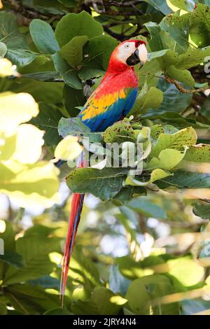 Scharlachrote Aras (Ara macao), die an einer Zweigstelle in Playa Blanca in der Nähe von Puerto Jimenez, Halbinsel Osa, Costa Rica, stehen Stockfoto