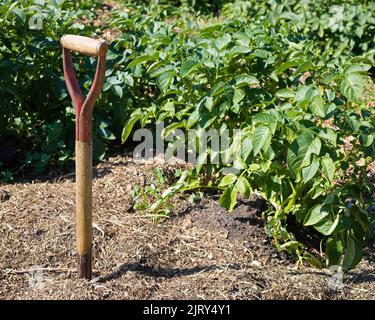 Kartoffeln in einem nachhaltigen Garten mit Mulch und Kelle in einer Permakultur-Farm auf den kanadischen Prärien, Alberta, Kanada. Stockfoto