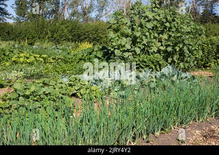 Permakultur-Farm mit einem nachhaltigen Gemüsegarten auf den kanadischen Prärien in Alberta, Kanada. Zwiebelpflanzen im Vordergrund. Stockfoto