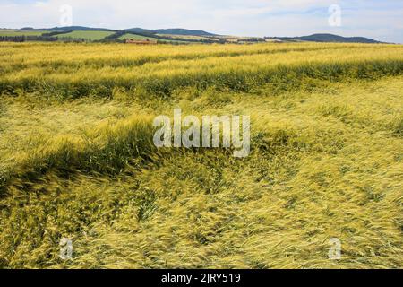 Eine Weizenernte, die im Sommer im Zentrum von Alberta, Kanada, von einem Regensturm und Hagelschäden auf einem Prärielandfeld abgeflacht wurde. Die Ernte ist noch erntbar. Stockfoto