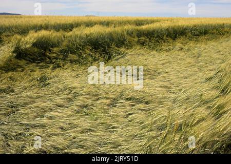 Eine Weizenernte, die im Sommer auf einem kanadischen Prärielandfeld im Zentrum von Alberta durch einen Regensturm und Hagelschäden abgeflacht wurde. Die Ernte ist noch erntbar. Stockfoto