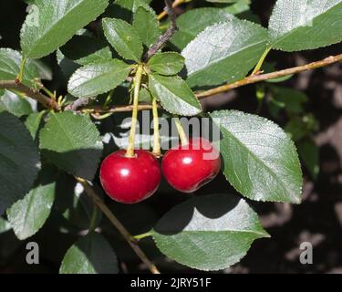 Zwerg-Sauerkirschen auf einem Kirschbaum in Kanada. Romeo Variety of Romance Serie von herb Kirschen von der Universität von Saskatchewan entwickelt Stockfoto