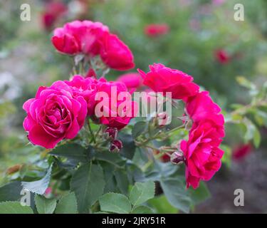 Rote Rosenblüten im Busch in den Botanischen Gärten von Silver Springs, Calgary, Alberta, Kanada. Rosa Species, George Vancouver Cultivar Stockfoto