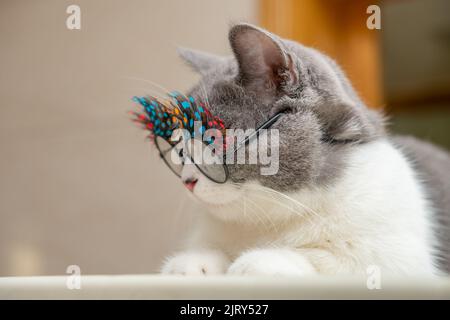 Niedliche britische Kurzhaarkatze trägt lustige Brillen mit schönen Wimpern Stockfoto