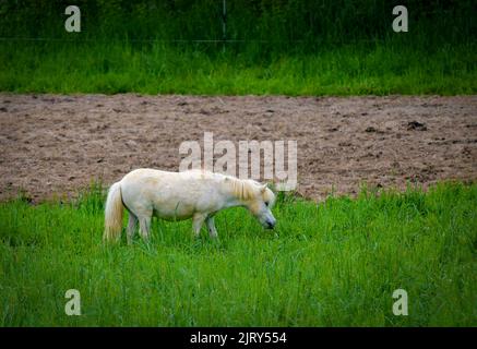 Ein Blick auf ein Miniaturweißes Pferd, grasen in einem hohen Grasfeld Stockfoto