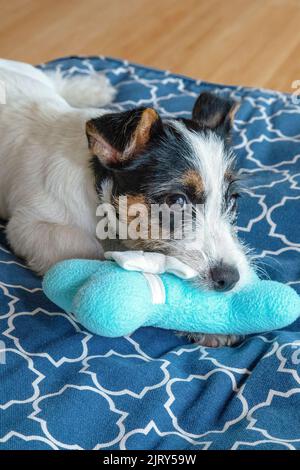 Drei Monate alter Jack Russell Welpe Hund, der ein Knochenspielzeug kaut Stockfoto