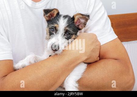 Erwachsener Rüde, der einen Jack Russell-Welpen in den Armen hält Stockfoto