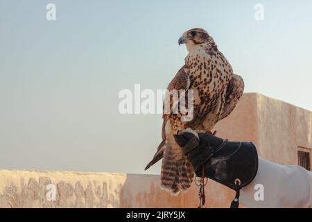 Der Mensch seine Falcon Holding, bevor Sie es die Jagd auf Vögel und Kaninchen auf der Wüste. Stockfoto