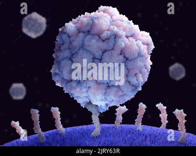 Polio-Virus, das an menschliche Zellen gebunden ist, Illustration Stockfoto
