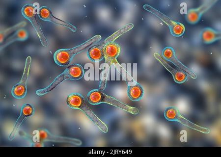 Tetanusbakterien, Illustration Stockfoto