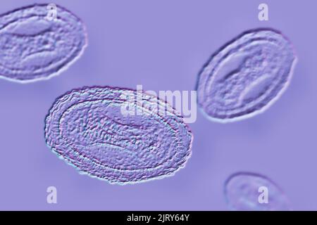 Molluskum contagiosum Virus, Illustration Stockfoto