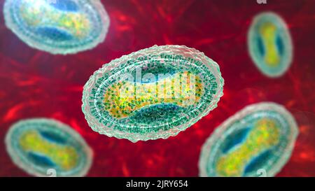 Molluskum contagiosum Virus, Illustration Stockfoto