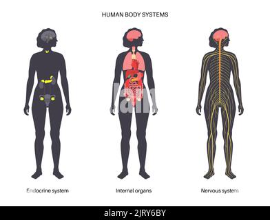 Human Systems Set, Illustration Stockfoto