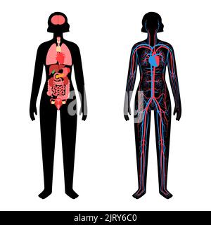 Kreislaufsystem und Organe, Illustration Stockfoto