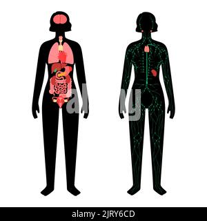 Organe und Lymphsystem, Illustration Stockfoto